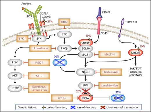 Figure 5. Disrupted signaling pathways in ABC-DLBCL. ABC-DLBCL is defined by multiple genetic alterations that fuel malignant transformation by sustaining constitutive NF-κB activity downstream of the BCR and TLR, while blocking terminal B-cell differentiation. Genes directly targeted by these lesions are shown in blue (inactivation) and red (deregulated expression/activity), and symbols at the bottom denote gain-of-function and loss-of-function events. Upstream inhibitors of the BCR, PI3K, and NF-κB signal transduction pathway have shown promising effects in early clinical trials involving ABC-DLBCL patients. Modified from Pasqualucci and Dalla-Favera135 with permission.