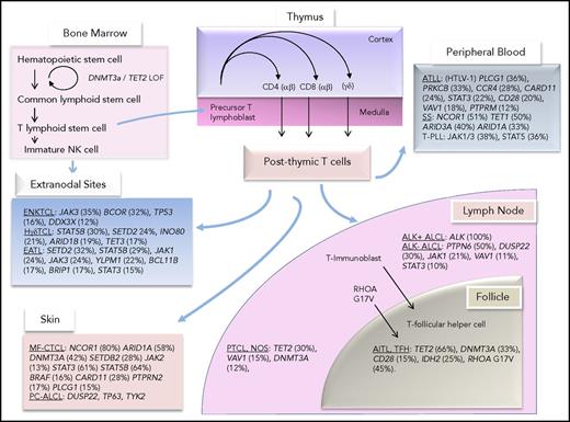 Figure 1. T-cell development and postulated normal counterparts of T-cell lymphomas along with their most common mutations.