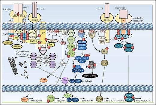 Figure 2. Signaling pathways subverted in T-cell oncogenesis. TCR costimulatory receptors CD28 and inducible T-cell costimulator (ICOS) and interleukin receptor are depicted with a simplified representation of the downstream signaling mediators. The receptors and signaling pathway components that are recurrently mutated in T-cell lymphoma are depicted with bold outlines. DAG, diacylglycerol; GTP, guanine nucleotide triphosphate; IL-6, interleukin-6; ITAM, immunoreceptor tyrosine-based activation motif; IP3, inositol 3-phosphate; JAK, Janus kinase; MHC, major histocompatibility complex; mTOR, mammalian target of rapamycin; P, phosphorylation; PTPN, protein tyrosine phosphatase nonreceptor; STAT, signal transducer and activator of transcription.