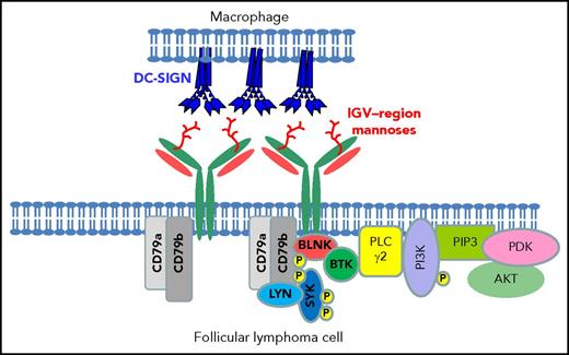Figure 4. Interaction between DC-SIGN expressed by macrophages and mannosylated surface immunoglobulin on the surface of FL cells. A diagrammatic view of a cell-cell interaction between a polarized macrophage expressing naturally tetrameric DC-SIGN and an FL cell carrying mannosylated motifs in the IGV region. Data in vitro show that DC-SIGN engagement leads to phosphorylation of intracellular kinases in FL cells.54 BLNK, B-cell linker protein; BTK, Bruton tyrosine kinase; P, phosphorylation; PDK, phosphoinositide-dependent protein kinase; PI3K, phosphatidylinositol 3-kinase; PIP3, phosphatidylinositol (3,4,5)-tris- phosphate; PLC, phospholipase C.