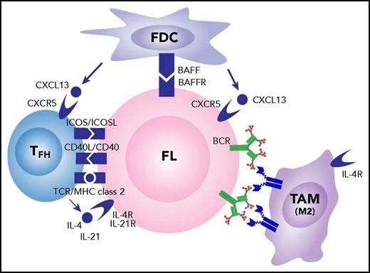 Figure 5. Influences of the cellular microenvironment on FL cells. Potential interactions between FL cells and local FDCs and TFH cells are indicated. High levels of IL-4 are likely to polarize the tumor-associated macrophages (TAM) to M2 type with upregulated DC-SIGN expression and subsequent engagement of mannosylated surface immunoglobulin on FL cells. BAFF, B-cell–activating factor; BAFFR, BAFF receptor; ICOS, inducible costimulator; ICOSL, ICOS ligand; MHC, major histocompatibility complex; TCR, T-cell receptor.
