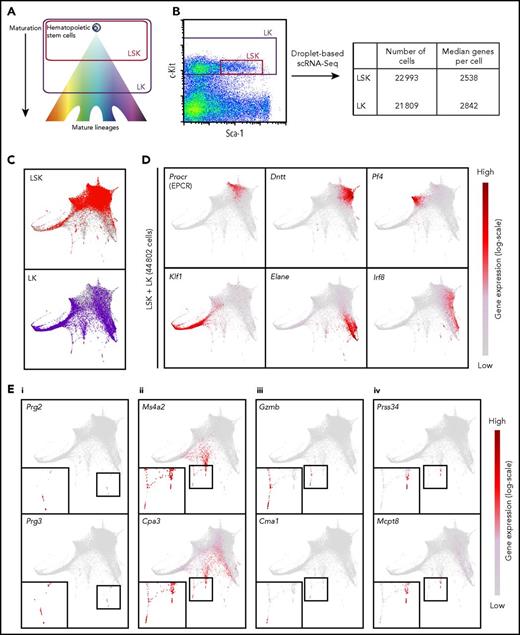 Figure 1. Transcriptional profiling of 44 802 single hematopoietic stem and progenitor cells reveals a differentiation landscape with 8 lineage entry points. (A) Diagram indicating relative maturity of cells captured in LSK and LK sorting gates. (B) Sorting gate used to isolate LSK and LK cells based on c-Kit and Sca-1 surface expression for droplet-based scRNA-seq. Table indicates numbers of cells that passed quality control and median number of genes detected in scRNA-seq samples. (C) Force-directed graph embedding of scRNA-seq data on LSK and LK cells. Individual cells are connected to their 7 nearest neighbors based on similarities in their transcriptional profiles, and the resulting nearest-neighbor graph is used to calculate 2-dimensional coordinates. Top panel shows LSK cells highlighted in red, with LK cells in gray in the background. Similarly, the bottom panel highlights LK cells in purple, with LSK cells in gray behind. (D) Expression of marker genes plotted on the force-directed graph embedding. Gene expression is plotted on a log(normalized count + 1) scale, with gray equal to no counts and dark red representing the maximum value detected. (E) Expression of marker genes plotted on the force-directed graph embedding using a log(normalized count + 1) scale, with gray equal to no counts and dark red representing the maximum value detected. Insets in the bottom left of each panel display magnified branch of interest. Panels display genes relating to (i) eosinophil, (ii) mast cell and basophil, (iii) mast cell, and (iv) basophil lineages, respectively. Bone marrow cells were harvested simultaneously and pooled from 6 mice.