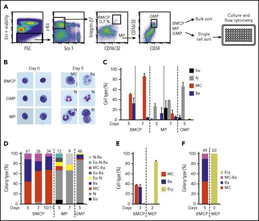 Figure 2. Lin−Sca-1−c-Kit+ integrin β7hi CD16/32hi bone marrow cells constitute bipotent mast cell/basophil progenitors. Bone marrow cells from WT mice were analyzed by flow cytometry and bipotent BMCPs, MPs, and GMPs were sorted and cultured in myeloid promoting-conditions or in erythroid-promoting conditions. (A) The gating strategy of primary BMCPs, MPs, and GMPs and the experimental setup are shown. The frequency of BMCPs is indicated as percentage of Lin−Sca-1−c-Kit+ cells. (B) Sorted cells were cultured in myeloid-promoting conditions for 5 days and stained with May-Grünwald Giemsa. Photo width, 33 μm. Images were captured using the Axio Imager.Z2, Axiocam 506, and Zen software (Zeiss). (C) BMCPs, MPs, and GMPs were cultured in bulk with myeloid-promoting cytokines and analyzed by flow cytometry. Supplemental Figure 4B shows the gating strategy. Day 7 cells were analyzed without the CD49b antibody. (D) Colonies derived from single BMCPs, MPs, and GMPs cultured in myeloid-promoting conditions were analyzed with flow cytometry. Supplemental Figure 4E shows the gating strategy. (E-F) BMCPs and MEPs were sorted and cultured in erythroid-promoting conditions. The cultured cells were analyzed by flow cytometry. Bulk cultures (E) and single-cell cultures (F) are shown. Supplemental Figure 5B shows the gating strategy. Panels C and D show data pooled from 2 experiments per time point from 4 independent sorts. Panels E and F show data pooled from 2 independent experiments. The number of single-cell colonies in which the cell types were determined is indicated above each bar. Supplemental Figures 4F-H and 5C-D show the colony sizes. Bulk indicates 50 to 100 sorted cells. Bone marrow cells were pooled from 2 to 4 mice per experiment. Ba, basophil; Bl, blast; Eo, eosinophil; Ery, erythroid; MC, mast cell; N, neutrophil.