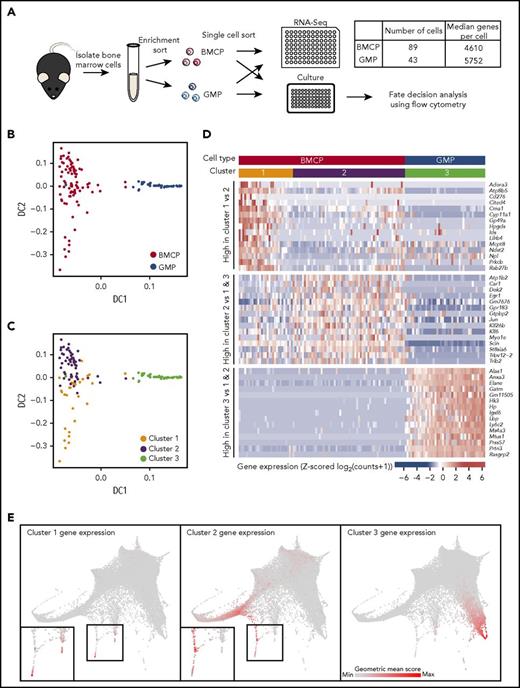 Figure 3. scRNA-seq of bone marrow basophil/mast cell progenitors reveals transcriptional profile distinct from GMPs. (A) Schematic showing process of isolating BMCP and GMP cells for parallel single-cell sequencing and culture experiments (Figure 2). Table indicates numbers of cells that passed quality and median number of genes detected in scRNA-seq samples. (B) Diffusion map calculated on 4267 highly variable genes from scRNA-seq data colored by cell type. (C) Diffusion map colored by clusters assigned by hierarchical clustering. (D) Heatmap displaying Z-score transformed expression of 15 most significantly differentially expressed genes specific to each cluster. Genes in top rows are upregulated in cluster 1 vs cluster 2, genes in middle rows are upregulated in cluster 2 when compared with cells in clusters 1 and 3, and genes in bottom rows are upregulated in cluster 3 cells when compared with cells in clusters 1 and 2. The colored bars at the top of the heatmap indicate cluster and cell type identity of cells in the columns. (E) Expression of groups of genes from heatmap in panel D in the droplet-based scRNA-seq data. A geometric mean score of counts was calculated for each cell across the genes in a group. The color of cells indicates the value of this score, with gray being the lowest value and red the highest value. Insets in left and center panels show magnifications of regions in black boxes. DC, diffusion component.