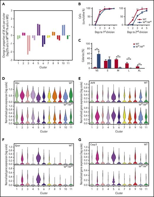 Figure 5. Local and global differences in signaling programs of c-Kit mutant mice are revealed by single-cell transcriptional profiling and functional assays. (A) Log2 fold-change of the percentage of cells in a cluster in the W41/W41 WT data divided by the percentage of cells mapped to that cluster in the WT data. Left-hand and right-hand bars indicate fold-changes for samples from 2 separate mice. Fold changes are only displayed for WT clusters with >100 cells. (B) Division kinetics of single WT and W41/W41 HSCs. (C) Colony size of single WT and W41/W41 HSCs at day 10. The results in panel B are derived from 5 WT and 5 W41/W41 mice, in which at total of at least 500 single HSCs were analyzed per genotype. The results in panel C are derived from 6 WT and 7 W41/W41 mice. A total of 598 WT and 629 W41/W41 HSCs were analyzed in panel C. The frequency of HSCs that formed colonies was 94% in WT and 95% in W41/W41 mice. The means and standard error of the mean of the mice are indicated. Unpaired 2-tailed Student t tests for each time point; *P < .05, **P < .01. Clone size estimates: VS, very small (<50 cells); S, small (50-5000 cells); M, medium (5000-10 000 cells); L, large (10 000-50 000); and XL, extra large (≥50 000 cells). (D-G) Violin plots showing the distribution of selected genes in WT and corresponding W41/W41 clusters, as measured by scRNA-seq. Distributions are shown for clusters containing >100 WT cells. Colors correspond to those in Figure 4. Data from WT and W41/W41 mice were normalized independently.
