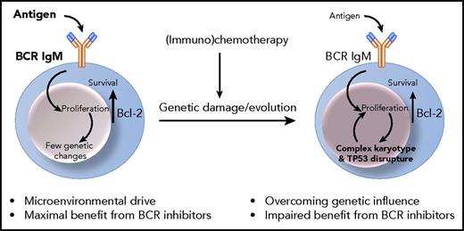 Ibrutinib and factors influencing tumor behavior in CLL.
