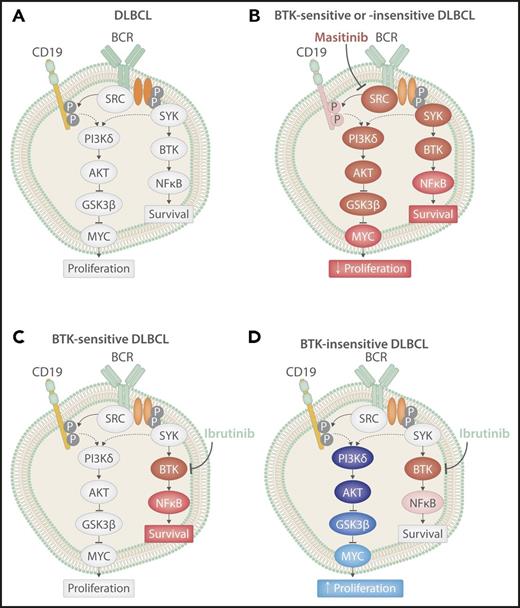 BCR signaling in DLBCL cells at baseline or after treatment. BCR signaling in DLBCL at baseline (A) after treatment with ibrutinib in a BTK-sensitive cell (B) or BTK-insensitive cell (D), or after treatment with the pan-SRC inhibitor masitinib (C). Red shading indicates inhibition of protein signaling, and blue shading indicates activation of protein signaling. The extent of shading corresponds with the extent of change. P, phosphorylation sites. Professional illustration by Somersault18:24.