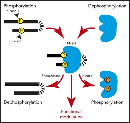 Figure 1. Phosphorylation-regulated binding between 14-3-3 and its target proteins. Each 14-3-3 monomer contains a binding site for a serine/threonine-phosphorylated 14-3-3 binding motif. Upon phosphorylation of target proteins, a 14-3-3 dimer can bind to 2 phosphorylated motifs in tandem in 1 target protein, modulating its conformation/structure. A 14-3-3 dimer can also bind to 2 separate phosphoproteins, acting as an adapter/scaffold for assembly of protein complexes. Phosphorylation of 14-3-3 at Thr233 and Ser185 negatively regulates its ability to interact with target proteins. These features enable 14-3-3 to regulate protein function or transmit signals in a phosphorylation-dependent manner, which can be controlled by a single protein kinase/phosphatase pair or multiple protein kinases/phosphatases.