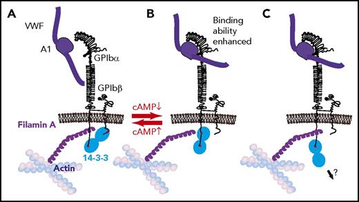 Figure 2. Three modes of 14-3-3 binding to GPIb and the toggle switch hypothesis on VWF binding to GPIb-IX regulation by cAMP signaling. (A) Dimeric 14-3-3 binds to both GPIbα C-terminus and PKA-phosphorylated GPIbβ. This binding mode is associated with a low GPIb-IX affinity for VWF. (B) Dimeric 14-3-3 binds to the GPIbα C-terminus and to an internal site in GPIbα, which overlaps with the filamin binding site; this mode is associated with GPIbβ dephosphorylation and high GPIb-IX affinity for VWF. In this interaction mode, 14-3-3 may compete with or modulate GPIb-IX interaction with filamin A. (C) 14-3-3 dimer binds to GPIbα C-terminus, potentially linking GPIb-IX to another intracellular protein.