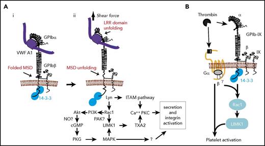 Figure 3. The role of 14-3-3 in GPIb-IX signaling. (A) VWF binding and shear force–induced, GPIb-mediated mechanosensing and 14-3-3ζ–dependent GPIb-IX signaling pathways. (i) VWF binding to GPIb-IX in a conformation with folded MSD and LRRs. (ii) Pulling force generated by shear stress induces unfolding of LRR and MSD, converting mechanical signal into GPIb conformational changes in the membrane-proximal/spanning domain, which induces a 14-3-3–dependent signaling cascade leading to granule secretion and integrin activation. (B) Cooperative signaling between GPIb-IX and protease-activated receptors (PARs) dependent on 14-3-3 (adapted from Estevez et al146). Thrombin cleavage of PAR1 or PAR4 and binding to GPIb-IX induces 14-3-3–dependent cooperative signaling between GPIb-IX and PARs, enabling platelet response to low thrombin concentrations. cGMP, cyclic guanidine monophosphate; ITAM, immunoreceptor tyrosine-based activation motif; LIMK1, LIM kinase 1; NO, nitric oxide; PI3K, phosphatidylinositol 3-kinase; PKC, protein kinase C; PKG, cGMP-dependent protein kinase; TXA2, thromboxane A2.
