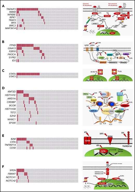 Figure 4. Pathways that are recurrently mutated in newly diagnosed cHL. In the heat map, rows correspond to genes and columns represent individual patients. Color coding is based on gene alteration status (gray, wild type; red, mutated). The heat map was manually clustered to emphasize mutational co-occurrence. On the right side is a schematic representation of the mutated pathways. Mutated genes are marked by an arrow, and the prevalence of mutations is reported. The following pathways are shown: NF-κB (A), PI3K/AKT (B), cytokine signaling (C), epigenetics (D), immune surveillance (E), and NOTCH signaling (F).
