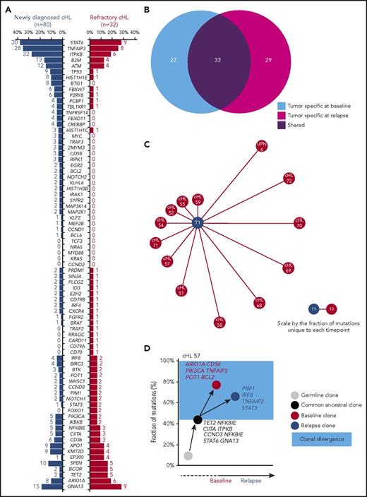 Figure 6. Genotype and clonal evolution of refractory cHL. (A) Comparison between the mutational profile of newly diagnosed cHL (n = 80; blue bars) vs refractory cHL (n = 32; red bars). Number and prevalence of mutated cases is given for each gene. (B) Venn diagram showing the number of tumor-specific mutations at baseline (light blue circle), the number of tumor-specific mutations at cHL relapse (magenta circle), and the number of tumor mutations shared between the 2 points (purple circle) in longitudinal samples from 13 patients with refractory cHL. (C) Schematic representation of mutational divergence between baseline/relapse pairs of 13 refractory cHL cases. The central node represents baseline (T1), and the distance between baseline and each refractory relapse (edge) is expressed as the fraction of unique mutations to both baseline and relapse points. (D) Phylogenetic tree describing evolutionary distances between sequential tumor pairs in a refractory cHL case. Inferred ancestral clones are also indicated. Evolutionary distance is defined as the fraction of shared mutations between tumor at the baseline and relapse time points (black node), the fraction of mutations specific for the baseline time point (red node), and the fraction of mutations specific for the relapse point (blue node). On the y-axis, 100% represents all mutations identified throughout the longitudinal course of the patient. The time between baseline and relapse is depicted on the x-axis. The leftmost node (gray circle) indicates the germline cell, and the second node from the left (black circle) indicates the last common inferable ancestral clone. The length of the branch between the germline cell and the common ancestral clone reflects the fraction of shared mutations between baseline and relapse samples. The length of the branches between the common ancestral clone and either baseline or relapse samples reflects the fractions of mutations observed only in baseline or relapse samples, respectively. The colored light blue area represents the clonal divergence between baseline and relapse points. Mutated genes shared between baseline and relapse time points (black), mutated genes specific for baseline (red), and mutated genes specific for relapse time point (blue) are annotated.
