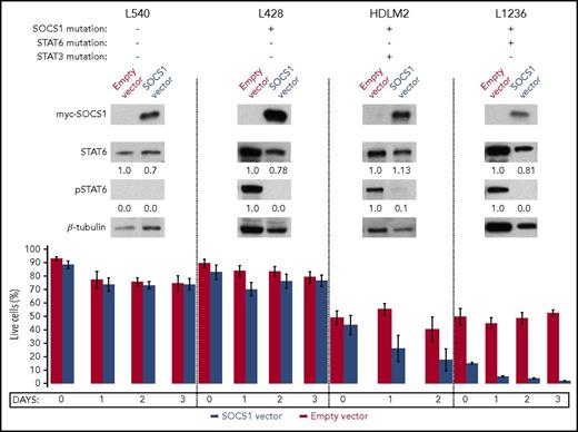 Figure 4. Reconstitution of wild-type SOCS1 causes cell death in cHL lines carrying concurrent mutations of SOCS1 and STAT genes. (Top) Western blot analysis of phosphoSTAT6 after lentiviral transduction of myc-tagged SOCS1 in 4 cHL cell lines (1 representative experiment per cell line is shown, of 2-4 independently performed, that gave reproducible results); β-tubulin is used as loading control, and the normalized levels of total and phosphoSTAT6, quantified by densitometry, are shown below the respective blots. (Bottom) Raw percentage of live cells (based on forward/side scatter parameters by flow cytometry) over time (day 0 = 48 hours after SOCS1 transduction). Error bars (standard error of the mean) refer to at least 3 independent experiments per cell line per time point (except HDLM2/d 1, n = 2 replicates). The induction of cell death on SOCS1 transduction in HDLM2 and L1236 is statistically significant (P values < .05 for each cell line based on 2-way ANOVA). Supplemental Figure 14 shows the same data after normalizing the percentage of live cells in the SOCS1-vector sample to the corresponding empty-vector control sample (set at 100%).
