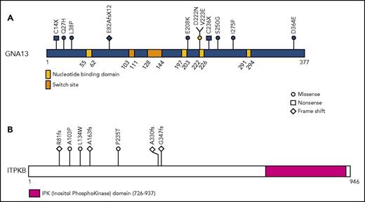 Figure 6. GNA13 and ITPKB mutations in cHL. (A) Schematic representation of the GNA13 protein and its functional domains, with the 11 mutations found in 8 cHL cases depicted above. (B) Schematic representation of the ITPKB protein and its functional domains, with the 7 mutations found in 4 cHL cases depicted above.