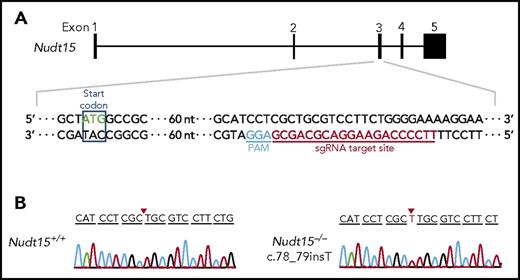 Figure 1. Establishment of the Nudt15−/− mouse model using CRISPR-Cas9–mediated genome editing. (A) Mouse wild-type Nudt15 gene consists of 5 exons, and the start codon is located in exon 3 (top panel). Magnified region describes sgRNA target sequence in Nudt15 (red) and the protospacer adjacent motif (PAM) sequence (blue; bottom panel). (B) A single base insertion of c.78_79insT (red arrows) was created, resulting in frameshift and loss of functional Nudt15.