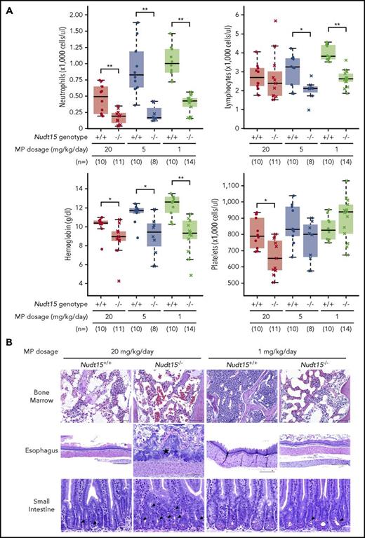 Figure 3. Thiopurine-induced hematopoietic and gastrointestinal toxicity in Nudt15−/− and wild-type mice. (A) Hematological parameters were measured after 7 days of MP therapy (20, 5, or 1 mg/kg per day, shown in red, brown, and green, respectively) by complete peripheral blood count in Nudt15−/− and wild-type animals (crosses and dots, respectively). (B) Thiopurine-induced damage to the bone marrow, esophagus, and small intestine was examined at the time of death resulting from toxicity. Wild-type mice receiving 1 mg/kg per day showed no sign of morbidity from thiopurine treatment and were euthanized on day 26. Bone marrow cellularity was normal in wild-type mice receiving 1 mg/kg per day, whereas in all other conditions, loss of bone marrow was evident by increased empty spaces (upper panel). In the esophagus, an area of severe mucosal ulceration is shown in the Nudt15−/− mice receiving 20 mg/kg per day; the starred area indicates a mat of bacteria overlying the ulcer (middle panel). Black arrowheads point to apoptotic crypt epithelial cells in the small intestine (lower panel). Hematoxylin and eosin staining; scale bars: upper panel, 100 µm; middle panel, 250 µm; lower panel, 50 µm. *P < .05, **P < .01, as estimated using Wilcoxon rank test.