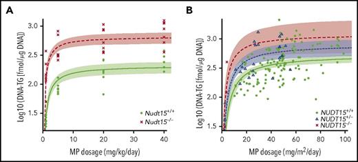 Figure 4. Effects of MP dose adjustments on active metabolite DNA-TG accumulation in vivo. (A) Mice received daily MP injections at 4 different doe levels, and DNA-TG was measured in bone marrow mononucleated cells on day 5. At each dosage level, 8 mice of each genotype were included. (B) In 95 children with ALL, DNA-TG was monitored longitudinally during MP dosage titration. In both mice and patients, trend lines were established to describe the relationship of MP dosage with DNA-TG, using Michaelis-Menten kinetics model. Shades indicate 95% confidence intervals of the model.