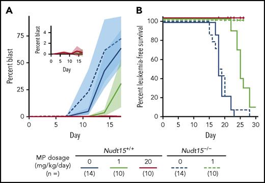 Figure 5. MP dose reduction and antileukemic efficacy in Nudt15−/− mice. Nudt15−/− mice were used to derive murine leukemia (Arf−/−, BCR-ABL1, GFP) with Nudt15 deficiency. Leukemia-bearing mice (with concordant Nudt15 genotype between host and leukemia) received IP MP therapy (20 or 1 mg/kg per day; red or green, respectively) or vehicle (blue). Leukemia progression was monitored by quantifying the percentage of GFP+ cells (leukemia blast) in peripheral blood. In panel A, each line represents the mean blast percentage, and the shade of the same color indicates standard deviation within the respective group. In panel B, vertical ticks indicate death resulting from toxicity.