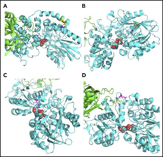 Figure 3. The NT5E variants in the crystal structure of the enzyme. (A) NT5E A62 (magenta) directly interacts with I320 and K321 (yellow) in the α-helix that connects the 2 protein domains and works as a hinge for the conformational change between the open and closed states. The A62S variant is predicted to impede the conformational change of the enzyme from the open state to the closed state. (B) V278 (magenta), interacting with L290 and V240 (yellow), is buried within the core of the N-terminal domain. The V278I variant is predicted to affect the folding of this domain and the conformation of the catalytic pocket. (C) The side chain of R354 (magenta) forms a hydrogen bond with adenosine. The R354C variant is predicted to disrupt the binding of adenosine.27 (D) R401 (magenta) interacts with R480 (yellow) from the other chain in the closed state. The R401C variant is predicted to impede the NT5E dimerization and the conformational change of the enzyme from the open state to the closed state. All structures shown are in the closed state. The substrate adenosine is displayed in the sphere model, and the highlighted amino acids are displayed in the stick model.