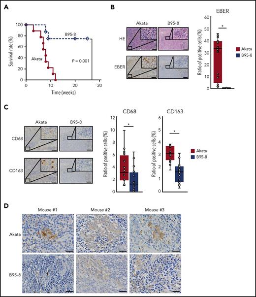 Figure 1. Equivalent transformation units of Akata and B95-8 virus demonstrate differential formation of lymphoproliferative diseases in vivo. (A) Survival curve of Akata (n = 9, solid line) and B95-8-infected mice (n = 8, dashed line). P = .001, log-rank test. (B-C) Immunohistochemical staining of spleens from EBV-infected mice. (B) The spleens were stained with hematoxylin and eosin or treated for EBER in situ hybridization. Scale bar, 100 μm. (C) CD68 and CD163 immunohistochemical staining of the spleen. Scale bar, 100 μm. Cells were counted in 16 fields from 3 Akata-infected mice and 20 fields from 3 B95-8-infected mice, respectively. Ratio to total cells were calculated. *P < .01, Mann-Whitney U test. (D) Production of IL-10 was detected by immunohistochemical staining of spleens collected from EBV-infected mice, following the manufacturer’s protocol. Rabbit anti-human IL-10 (LS-B7432) was purchased from LifeSpan BioSciences, Inc. (Seattle, WA). Biopsies were collected from 3 Akata- and B95-8-infected mice. Scale bar, 25 μm.