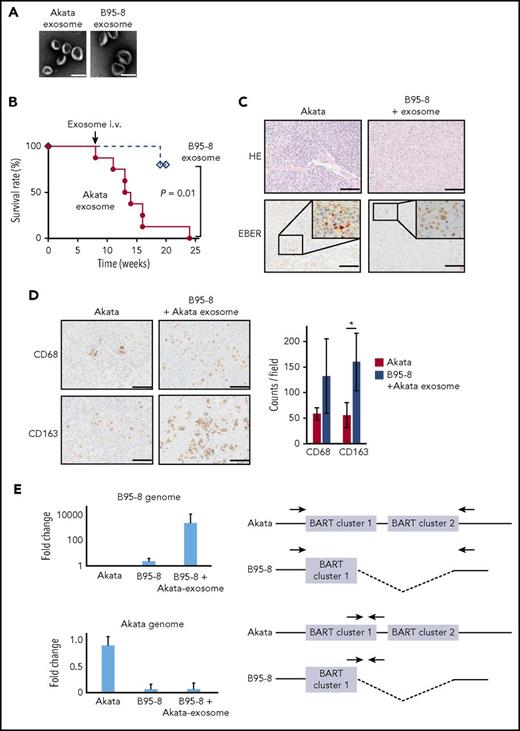Figure 2. Exosomes collected from Akata-LCLs accelerate LPD formation. (A) Electron microscope image of exosomes isolated from Akata-LCL (left) and B95-8-LCL culture medium by ultracentrifugation. Scale bar, 100 nm. (B) Survival curve of B95-8/miRNA-rich exosome-treated mice (n = 8, solid line) or B95-8/EBV-miRNA-deleted exosomes-treated mice (n = 5, dashed line). P = .01, log-rank test. (C) The spleens were stained with hematoxylin and eosin or treated for EBER in situ hybridization. Scale bar, 50 μm. (D) CD68 and CD163 immunohistochemical staining of the spleen (left). Scale bar, 50 μm. The cells positive for each macrophage marker were counted (right). Two mice were treated per group, and 3 fields were counted in each mouse. *P < .01, Student t test. (E, left top) qPCR revealed that the B95-8 virus-specific region was amplified in LPD in B95-8/miRNA-rich exosome-treated mice. (Left bottom) Akata virus-specific region was not amplified. (Right) The binding sites of primer pairs used to specifically amplify the B95-8 virus genome and Akata virus genome are indicated. Indicated primer pair detects B95-8 genome (top) and Akata genome (bottom), respectively. Half of the BART cluster 1 miRNAs, and all BART cluster 2 miRNAs were deleted in the B95-8, but not in Akata virus.