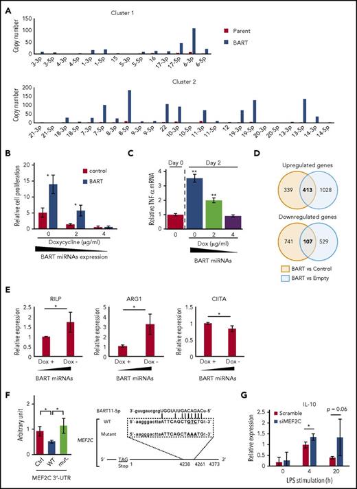 Figure 6. BART miRNAs alter gene expression in THP-1 cells. (A) BART miRNAs were overexpressed in THP-1 cells with the Tet-Off system. (B) BART miRNA expression was regulated by doxycycline. After 7 to 9 days of culture, the number of cells was counted. Cell proliferation is expressed as the fold-change relative to the cell number at day 0. *P < .05, using Student t test, compared with control values of each doxycycline concentration. (C) Total RNA was collected from BART/THP-1 cells at the indicated time and doxycycline concentration. TNF-α mRNA expression level was measured by qPCR. **P < .01, using Student t test, compared with day 0. (D) Microarray data revealed that about 400 genes were upregulated and 100 genes were downregulated by more than 2-fold in BART/THP-1 cells relative to both control cells treated with doxycycline (control) and cells treated with empty vector (Empty). (E) Microarray results were validated by RT-qPCR. Expression of ARG1 and RILP were upregulated by induction of BART miRNAs. Expression of CIITA was downregulated by induction of BART miRNAs. Expression levels were normalized to GAPDH. Averages from 3 independent experiments were shown. *P < .05, Student t test. (F) 3′-UTR luciferase assay was performed with HEK293T cells (left). Either the empty vector or BART miRNA overexpression vector was cotransfected along with the psiCHECKTM-2 vector, a luciferase reporter vector. Ctrl, psiCHECKTM-2 vector; WT, inserted wild-type 3′-UTR sequence of target genes; mut., including mutated target sites. *P < .05, Student’s t-test. Position of the predicted target sequences (miRANDA) of BART miRNAs in the 3′-UTR of human MEF2C mRNAs (right). (G) Downregulation of MEF2C by siRNA treatment enhanced LPS-stimulated expression of IL-10. Expression level was normalized to GAPDH. Three siRNAs were mixed to minimize off-target effects. An average of 3 independent experiments was shown. *P < .05, Student t test.