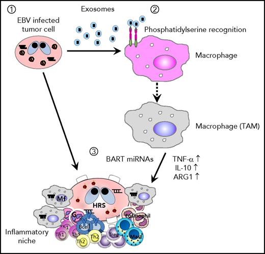 Figure 8. Scheme of EBV+B-cell lymphoma microenvironment establishment. (1) EBV-infected cells release exosomes containing EBV-miRNAs, which are incorporated into macrophages. (2) Lymphoma-derived exosomes alter gene expression and convert the macrophages into “tumor associated macrophages.” (3) Accumulation of BART miRNAs and upregulation of tumor-supporting molecules, TNF-α, IL-10, and ARG1, enhance the development of EBV+ B-cell lymphoma.
