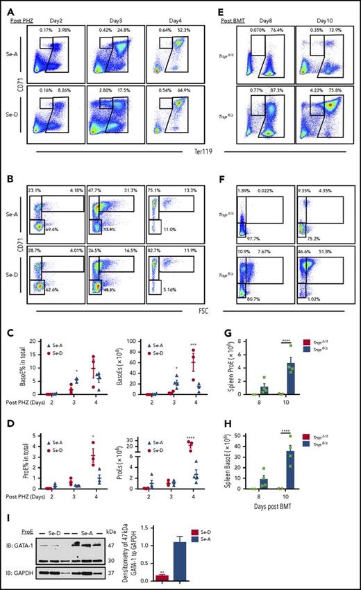 Figure 3. Se deficiency impairs erythroblast maturation. (A-B) Flow cytometry analysis and representative graphs of splenic erythroblasts after 50% PHZ treatment. (A) ProEs and (B) BasoEs are characterized by CD71hiTer119int and CD71hiTer119hiFSChi, respectively. (C) Percentage BasoEs (left) and total numbers of BasoEs (right) isolated from the spleens of Se-A and Se-D mice on the indicated days after 50% PHZ treatment; n = 4 per diet. (D) Percentage ProEs (left) and total numbers of ProEs (right) isolated from the spleens of Se-A and Se-D mice on the indicated days after 50% PHZ treatment; n = 4 per diet. (E-H) Characterization of erythroblasts from TrspΔ/Δ or control cells transplanted mice on days 8 and 10 after BMT. (E) Flow cytometry analysis of total erythroblasts and (F) Ter119hi cells. (G) Quantitation of spleen ProEs and (H) BasoEs. (I) Western blot analysis (left) and densitometry (right) of GATA-1 in sorted splenic ProEs from mice on day 3 after 50% PHZ treatment; n = 3 per diet. Bars are representative of mean ± SEM. Panels B and F were gated on Ter119hi cells. *P < .05; **P < .001; ***P < .005; ****P < .0001.