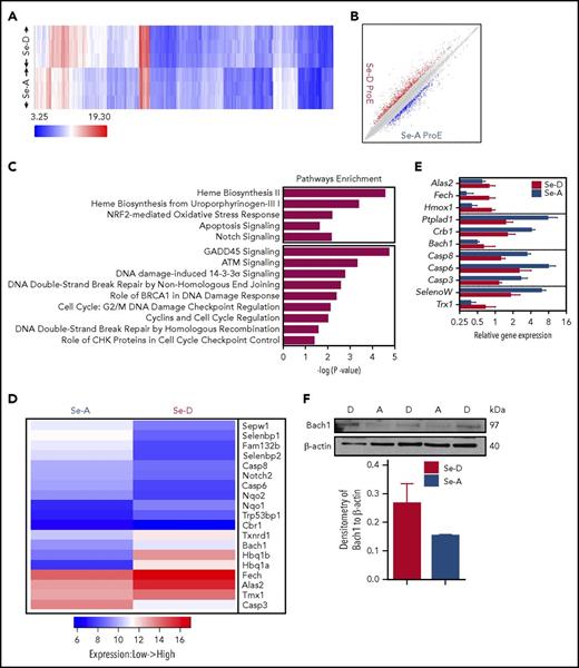 Figure 4. Transcriptomic analysis of ProEs during stress erythropoiesis. (A-B) Affymetrix transcriptomic analysis of sorted splenic ProEs from Se-D or Se-A mice on day 3 after 50% PHZ treatment; n = 3 per diet. (A) Heat map of gene hierarchical clustering analysis with cutoff at |fold change|> 2. (B) Scatter plot of gene differential expression analysis with cutoff at |fold change|> 2. (C) Pathway enrichment analysis. Pathways of interest with P < .05 are shown. (D) Heat map representation of specific gene expression differences. (E) Quantitative reverse transcription polymerase chain reaction analysis of specific genes to confirm differential expression. RNA was isolated from ProEs sorted from Se-D and Se-A mice on day 3 after 50% PHZ treatment. (F) Western blot analysis (top) and densitometry (bottom) of Bach1 in sorted splenic ProEs from mice on day 3 after 50% PHZ treatment; n = 2-3 per diet. Bars are representative of mean ± SEM.