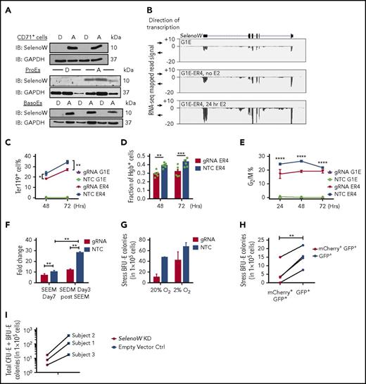 Figure 5. SelenoW is a candidate regulator of erythroid maturation. (A) Protein expression analysis by western blot of SelenoW in sorted spleen CD71+cells, ProEs and BasoEs from Se-D and Se-A mice on day 3 after 50% PHZ treated; n = 2-3. (B) ENCODE RNA-Seq analysis of SelenoW in G1E and G1E-ER4 cells after GATA-1 activation by E2 treatment. (C-E) Analysis of SelenoW knockdown or control G1E and G1E-ER4 cells after E2 treatment. (C) Percentage of Ter119+ cells (n = 3) and (D) percentage of neutral benzidine+ cells (n = 6) generated 48 and 72 hours after treatment with E2 in G1E and G1E-ER4 cells transduced with SelenoW gRNA or a nontargeting control gRNA. (E) Analysis of cell cycle in SelenoW mutant or control G1E-ER4 cells. Percentage of G2/M phase cells in the culture; n = 3. (F-H) SelenoW knockdown in TgCas9-GFP BM cells. SelenoW gRNA was expressed from mCherry-expressing lentivirus. GFP+mCherry+ cells are transduced cells. GFP single-positive (GFP+) cells are nontransduced cells. (F) Fold increase in the percentage of GFP+mCherry+ cells transduced with SelenoW gRNA (gRNA) or nontargeting control gRNA (NTC) after 7 days in SEEM expansion culture and after switching the cultures to 3-day differentiation culture (SEDM day 3 after SEEM). Two independent repeats. (G) Analysis of stress BFU-E colonies generated in the 2-phase culture. Cells were plated after 3 days in SEDM media. Cell were plated in methylcellulose media containing only Epo at 20% O2 or supplemented with BMP4 and stem cell factor at 2% O2. Two independent repeats. (H) Stress BFU-E colony assays of sorted GFP+mCherry+ or GFP+ cells from SelenoW gRNA transduced cultures after 2-phase culture. Cells were plated in methylcellulose media containing only Epo at 20% O2; n = 4 per type of cells. Pairwise Student t test was used for statistical analysis. (I) Colony assays of human BM cells after 2-stage stress erythroid culture. Frozen human bone marrow cells from 3 subjects were thawed 24 hours before transduction with huSelenoW dCas9-KRAB/sgRNA lentivector or dCas9-KRAB empty lentivector control. The cells were transduced by spinoculation, and left in culture with virus overnight. On the second day, cells were transferred to SEEM and cultured for 7 days, followed by 3-day SEDM culture. Transduced (GFP+) cells were purified by sorting and plated for colonies. Bars are representative of mean ± SEM. *P < .05; **P < .001; **P < .005; ****P < .0001.