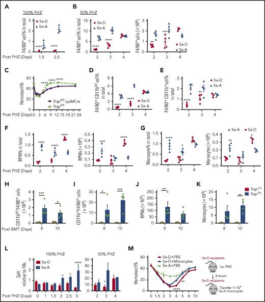 Figure 6. Absence of selenoproteins in macrophages and monocytes delays stress erythropoiesis. (A-B) Flow cytometry analysis of F4/80+ macrophages in the spleens of Se-A and Se-D mice treated with PHZ. (A) 100% PHZ treatment. Percentage F4/80+ cells were measured on the indicated days; n = 3 per diet. (B) 50% PHZ treatment. Percentage (left) and total numbers (right) of F4/80+ cells on indicated days after 50% PHZ treatment; n = 4 per diet. (C) Analysis of mice with deletion of Trsp in myeloid cells. Trspfl/flLysMCre mice were treated with 100% PHZ and hematocrit levels were measured on the indicated days after treatment; n = 3-4 per group. (D-G) Analysis of macrophage and monocyte populations in the spleens of Se-A and Se-D mice treated with 50% PHZ. (D-E) Flow cytometry analysis of (D) F4/80+CD11blo/− cells and (E) F4/80+CD11b+ cells; n = 4 per diet. (F) Flow cytometry analysis of spleen RPMs (F4/80+CD11blo/−Vcam1+) after 50% PHZ treatment. Percentage of RPMs (left) and total numbers (right); n = 4 per diet. (G) Flow cytometry analysis of CD11b+CD115+ monocytes in the spleen on the indicated days after 50% PHZ treatment. Percentage (left) and total numbers (right) of monocytes; n = 4 per diet. (H-K) Quantitation of monocyte and macrophage populations in the spleen of TrspΔ/Δ or control cells transplanted mice on days 8 and 10 after BMT; n = 4 per group. (H) F4/80+CD11blo/− cells, (I) F4/80+CD11b+ cells, (J) RPMs, (K) monocytes. (L) Analysis of Spic expression in the spleen on the indicated days after PHZ treatment by quantitative reverse transcription polymerase chain reaction. 100% PHZ (left; n = 3-7 per diet) and 50% PHZ (right; n = 3-4 per diet). (M) Rescue of Se-D defects in spleen macrophages by adoptive transfer of monocytes. CD11b+Ly6G− monocytes were isolated from spleens of Se-A mice by magnetic bead enrichment and injected into Se-D mice 6 hours after 50% PHZ treatment. Hematocrit values were measured as indicated; n = 3 for each group. Bars are representative of mean ± SEM. *P < .05; **P < .001; ***P < .005; ****P < .0001.