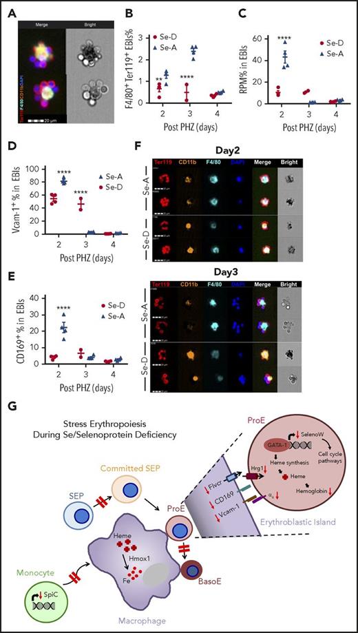 Figure 7. Defective EBI formation in Se-D mice is partially responsible for the ineffective stress erythropoiesis. (A) Representative picture of spleen EBI structure. EBIs are Ter119+F4/80+ aggregates. (B) Flow cytometry analysis of EBIs on the indicated days after 50% PHZ treatment; n = 2-4 per diet. Two independent experiments. (C) Flow cytometry analysis of RPMs in EBIs on the indicated days after 50% PHZ treatment; n = 2-4. (D-E) Flow cytometry analysis of (D) Vcam-1 and (E) CD169 expression on EBI macrophages on the indicated days after 50% PHZ treatment; n = 2-4 per diet. (F) Representative FlowSight analysis of EBIs at day 2 and day 3 after 50% PHZ treatment. Four independent experiments. Bars are representative of mean ± SEM. (G) Schematic representation of ineffective stress erythropoiesis during Se and selenoprotein deficiency. Red dashed arrows indicate the process is delayed or impaired. Red solid arrows indicate downregulation or decreased level of the molecules. In the normal condition, in response to stress, SEPs and erythroid precursors rapidly expand and differentiate. SelenoW expression is upregulated in the erythroblasts by GATA-1, regulating cell cycle and hemoglobin synthesis. Increased number of RPMs mature from monocytes, expanding the erythropoietic niche to support erythroblast maturation. Adhesion molecules are upregulated in the EBIs, as well as heme biosynthesis-related genes and pathways to bolster the process. However, in the absence of Se or selenoproteins, SEP expansion and differentiation is delayed. Erythroblast maturation in the niche is less efficient because of the deficits in both erythroblasts and macrophages. Heme homeostasis is perturbed, resulting in improper downstream signaling. **P < .001; ****P < .0001.