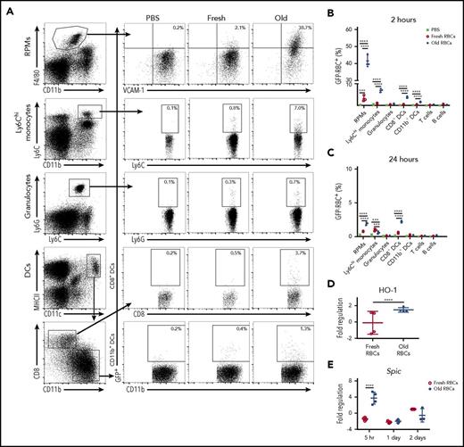 Figure 1. RPMs are the predominant splenic population responsible for phagocytosis of old RBCs, with Ly6Chi monocytes also contributing to RBC clearance. Wild-type C57BL/6 mice were transfused with 200 μL of PBS, fresh GFP+ RBCs, or old GFP+ RBCs. Mice were then sacrificed at 2 or 24 hours posttransfusion. (A) Representative dot plots show the gating strategy for RPMs (F4/80hi, VCAM-1+, CD11blo), Ly6Chi monocytes (Ly6Chi, CD11bhi), granulocytes (Ly6G+, Ly6C+, CD11b+), CD8+ DCs (CD8+, CD11b−, MHCIIhi, CD11chi), and CD11b+ DCs (CD8−, CD11b+, MHCIIhi, CD11chi) at 2 hours posttransfusion. These cells were obtained from the spleen at 2 hours posttransfusion. Percentages of GFP+ cells are depicted; these represent nucleated cells that have phagocytosed GFP-expressing fresh or old transfused RBCs. (B) Frequency of GFP+ RBC phagocytosis at 2 and (C) 24 hours posttransfusion; by 24 hours posttransfusion, the levels of phagocytosis were dramatically reduced compared with the 2-hour time point and the previously ingested GFP+ RBCs were degraded. (D) Hmox-1 (ie, HO-1) expression by RPMs 5 hours posttransfusion. (E) Spic expression by Ly6Chi monocytes 5 hours posttransfusion. Data representative of 4 experiments with at least 3 mice per group; *P < .05; ***P < .001; ****P < .0001; ANOVA with Tukey or Sidak multiple comparison test.