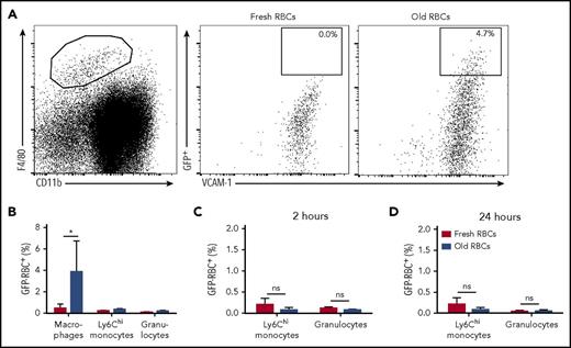Figure 2. VCAM-1+ , F4/80hi bone marrow macrophages ingest transfused old RBCs. (A) Gating strategy for identifying bone marrow macrophages (VCAM-1+, F4/80hi, CD11blo) that phagocytose transfused RBCs (GFP+). (B) Frequency of phagocytosis of old RBCs at 2 hours posttransfusion by bone marrow macrophages, Ly6Chi monocytes and granulocytes; although macrophages ingest some transfused RBCs, no such phagocytosis is seen with Ly6Chi monocytes or granulocytes. (C-D) Frequency of ingested GFP+ RBCs at 2 and 24 hours posttransfusion in circulating Ly6Chi monocytes and granulocytes. Data representative of 3 experiments with at least 3 mice per group. *P < .05; ANOVA with Tukey or Sidak multiple comparison test. ns, not significant.