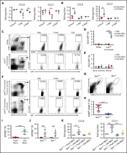 Figure 4. CCL2 and CCL7 mRNA expression by splenic Ly6Chi monocytes following enhanced erythrophagocytosis requires the presence of RPMs. At defined time points after transfusing wild-type recipients with 350 μL of fresh or old RBCs, splenocytes were isolated by FACS, and CCL2 and CCL7 mRNA expression was measured by qPCR in (A) RPMs and (B) Ly6Chi monocytes; these data show that, after old RBC transfusions, expression of these chemokines did not change, or even decreased, in RPMs, whereas they both increased substantially in Ly6Chi monocytes at 5 hours posttransfusion. CCL2-GFP reporter mice were transfused with 200 μL of PBS, fresh GFP+ RBCs, or old GFP+ RBCs, and then sacrificed at 2 hours posttransfusion. (C) Gating strategy for splenic RPMs and Ly6Chi monocytes along with representative dot plots showing induced CCL2 promoter–dependent GFP expression; the percentages of cells expressing GFP are provided. (D) Frequency of GFP expression, demonstrating upregulation by Ly6Chi monocytes, but not by RPMs. (E) Frequency of CCL2 expression by RPMs and Ly6Chi monocytes showing no statistically significant changes posttransfusion. (F) Gating strategy for Ly6Chi monocytes in the blood and bone marrow, along with representative dot plots showing CCL2 promoter–dependent GFP expression; the percentages of cells expressing GFP are provided. To determine the dependence of Ly6Chi monocyte CCL2 and CCL7 mRNA expression on the presence of RPMs, Spic−/− mice were used for the experiments in panels G-K. (G-H) RPMs (VCAM-1hi, F4/80hi) are absent in Spic−/− mice, as compared with Spic+/+ controls. (I) The proportion of RPMs in Spic+/+ recipient mice that ingested old GFP+ RBCs. (J) The proportions of Ly6Chi monocytes in Spic+/+ and Spic−/− mice that ingested old GFP+ RBCs. (K) Fold regulation of CCL2 and CCL7 mRNA expression, as measured by qPCR, in splenic Ly6Chi monocytes from Spic+/+ and Spic−/− mice. *P < .05; **P < .01; ***P < .001; ****P < .0001; ANOVA with Sidak or Tukey multiple comparisons test or unpaired t test. Data are representative of 3 independent experiments, except for Spic+/+ and Spic−/− results, which were pooled for all experiments.