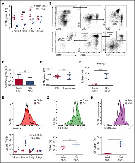 Figure 5. Transfusions of old RBCs induce oxidative stress, PTGS2 expression, and cell death in RPMs. (A) Wild-type C57BL/6 mice were transfused with 350 μL of fresh or old RBCs and sacrificed at defined time points. Splenic RPM cell numbers were quantified posttransfusion. Old RBC transfusions induced a substantial decrease in RPMs by 2 hours posttransfusion, the levels of which returned to baseline 2 days later. (B) The gating strategy first selects for splenic nucleated non-RPM cells, which thereby selects for GFP+ (Csfr1/CD115+) cells; this is followed by gating out B cells, granulocytes, DCs, monocytes, and RPMs. The remaining cells were quantified to determine changes following transfusions of old, as compared with fresh, RBCs. (C) MaFIA mice were transfused with 350 μL of fresh or old RBCs and sacrificed 5 hours posttransfusion. Total non-RPM–nucleated cell numbers in the spleen were quantified, showing no differences. (D) Wild-type C57BL/6 mice were infused with PBS or supernatant from 350 μL of an old RBC blood bank and RPM cell number was quantified 5 hours posttransfusion. (E) Annexin V staining of RPMs following transfusion of old and fresh RBCs. (F) Upregulation of PTGS2 mRNA expression in RPMs after old RBC transfusions. Increases in ROS production (G) and lipid peroxidation (H) in RPMs following transfusions of old RBCs. *P < .05; **P < .01; ***P < .001; ****P < .0001; ANOVA with the Sidak multiple comparisons test. PTGS2 gene expression analysis was analyzed for significance using the unpaired Student t test. Data are representative of 3 independent experiments. FITC, fluorescein isothiocyanate.