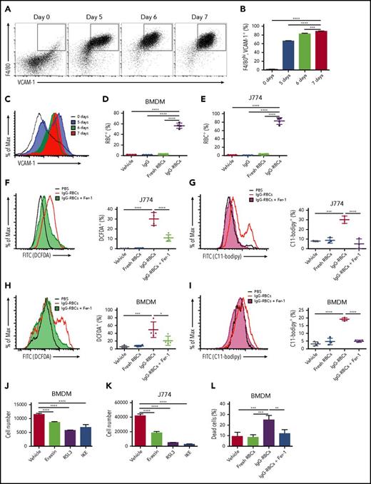 Figure 7. Enhanced erythrophagocytosis induces ferroptosis in macrophages in vitro. Bone marrow was harvested from wild-type C57BL/6 mice and cultured in the presence of macrophage colony-stimulating factor (20 ng/mL) for defined times to determine when the cell population uniformly expressed VCAM-1 and F4/80. (A) Representative dot plots (the percentages of double-positive cells are indicated), (B) frequency of VCAM-1+, F4/80hi macrophages, and (C) overall VCAM-1 expression are shown. BMDMs and J774 cells were plated 24 hours prior to the experiments and then incubated with PBS, fresh RBCs, or IgG-opsonized RBCs, which were labeled with CellTrace Far Red. The amount of erythrophagocytosis in (D) BMDMs and (E) J774 cells was quantified by flow cytometry. J774 cells (F-G) and BMDMs (H-I) were treated with vehicle control or 100 μM Fer-1 and exposed to IgG-opsonized RBCs; they were then analyzed for ROS (F,H) and lipid peroxidation (G,I). Twenty-four-hour exposure to erastin (20 μM), RSL3 (1 μM), and IKE (20 μM), which are potent ferroptosis inducers, induced BMDM (J) and J774 cell loss (K). BMDM cell viability was quantified following incubation with IgG-opsonized RBCs or PBS, and with vehicle control or 100 μM Fer-1 for 6 hours; enhanced erythrophagocytosis induced substantial cell death, which was ameliorated by Fer-1 (L). Data are representative of 3 independent experiments. *P < .05; ***P < .001; ****P < .0001; ANOVA with the Dunnett multiple comparisons test.