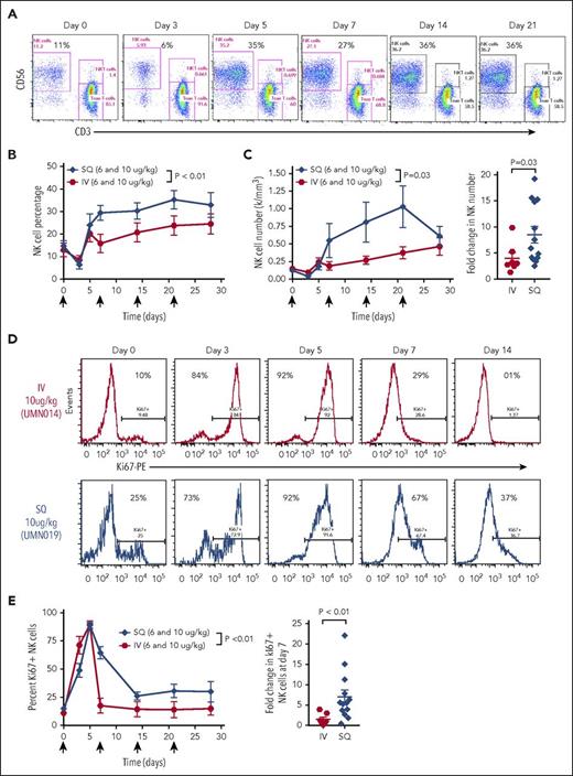 Figure 3. NK cells expand and proliferate after ALT-803 administration. (A) NK cell percentages increase following ALT-803 administration as shown in a representative patient treated at the 10 μg/kg SQ dose level (UMN019). Bivariate flow cytometry plots show CD56 vs CD3 expression, resolving NK cells and T cells. Percentage of NK cells at the indicated time point after the first ALT-803 administration is annotated. (B) Summary data of NK cell percentages during ALT-803 therapy, comparing IV to SQ administration, combining 6 and 10 μg/kg dose levels. Both the IV (P = .04) and SQ (P < .01) cohorts show curves significant increases in NK cell percentage over time compared with time 0 (ANOVA). Comparisons of the curves revealed a significant increase in SQ over IV (P < .01, 2-way ANOVA). (C) NK cell number increases during ALT-803 therapy, comparing IV to SQ administration, combining the 6 and 10 μg/kg dose levels. The IV (P = .03) and SQ (P < .01) curves both significantly increase over time (ANOVA), and comparison of the curves reveals a significant increase in SQ (P = .029, 2-way ANOVA). Fold change comparing IV and SQ demonstrates a significant increase in the peak fold change (Mann-Whitney test) determined as the peak absolute NK cell count during ALT-803 therapy divided by the absolute NK cell count pretherapy. (D) Representative flow cytometry plots demonstrating changes in Ki67 (surrogate for proliferation) over time with IV vs SQ ALT-803. (E) Summary data from panel D. Both the IV (P < .01) and SQ (P < .01) curves significantly increase in Ki67+ NK cell percentage over time compared with time 0 (2-way ANOVA). Comparisons of the curves revealed a significant increase in SQ Ki67+ NK cells that is most apparent at day 7 (2-way ANOVA).