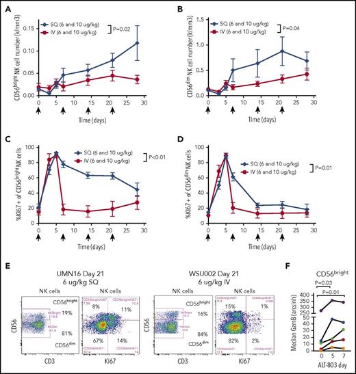Figure 4. ALT-803 results in expansion of CD56bright and CD56dim NK cell subsets, with sustained proliferation of CD56bright NK cells. (A-B) Absolute numbers of the CD56bright (A) and CD56dim (B) NK cell subsets of peripheral blood. The SQ administration route increases CD56bright NK cell percentages over 4 weeks of therapy. (C-D) Proliferation of CD56bright (C) and CD56dim (D) NK cell subsets measured by intracellular Ki67 expression. CD56bright NK cells exhibit sustained proliferation for weeks during weekly ALT-803 administration via the SQ route (2-way ANOVA). (E) Representative flow bivariate flow cytometry plots showing the NK cell subset flow cytometry gates and expression of Ki67 in CD56bright and CD56dim subsets 21 days after 6 µg/kg ALT-803 administered SQ (UMN16, left) or IV (WSU002, right). (F) CD56bright NK cell expression of GzmB in a subset of patients analyzed by mass cytometry revealed ALT-803 priming of CD56bright NK cells in vivo (Friedman test).