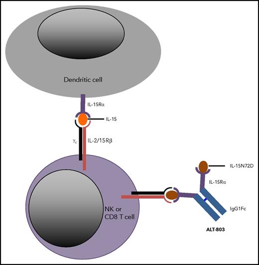Schematic representation of ALT-803 mimicking physiologic trans-presentation of IL-15 by dendritic cells to the effector immune cells (NK or CD8 T cells) across the immunologic synapse.