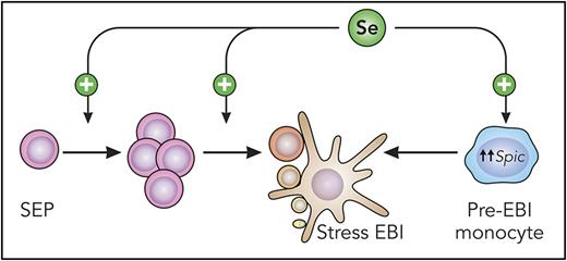 Schematic representation of Se function during stress erythropoiesis. Mouse stress erythroid progenitors (SEP) migrate from the bone marrow to the spleen, where Se acts to increase SEP numbers and differentiation to erythroid precursors. Optimal precursor maturation relies on the formation of functional EBIs. Se promotes the differentiation of island macrophages by upregulating Spic expression in monocytes. Professional illustration by Patrick Lane, ScEYEnce Studios.