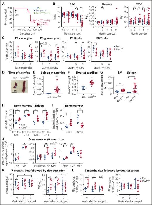 Figure 2. Cux1low mice develop a fatal MDS/MPN that is reversed by CUX1 reexpression. Adult Cux1low and littermate Ren mice were continuously treated with dox starting at 6 to 10 weeks of age. (A) Kaplan-Meier survival plot of Cux1low (n = 20), Cux1mid (n = 11), and Ren mice (n = 19) shows that Cux1low mice have significantly decreased survival (log-rank test). (B) Complete blood cell counts of peripheral blood samples collected over time demonstrate a progressive anemia and WBC expansion. (C) Flow cytometric analysis of PB granulocytes (CD11b+/Gr1+), monocytes (CD11b+/Gr1−), B cells (B220+), and T cells (CD3+) over time. (D) Representative images of spleens collected at the time that Cux1low mice were euthanized because of disease. (E) Spleens and (F) livers were weighed and normalized to body weight. (G) Total leukocyte counts from BM (femurs, tibias, and hipbones) and spleens were enumerated at the time of euthanization. (H) Absolute monocyte and granulocyte cell counts are shown from the BM and spleen at the time of euthanization. (I) Absolute lymphoid cell counts from the BM are provided. (J) HSPC populations were quantified at the time of euthanization. (J, left) LSK+ (Lin−/Sca1+/c-Kit+) cells and MP (Lin−/Sca1−/c-Kit+) are shown. (Center) LSK were further gated for LT-HSC (LSK+/CD34−/Flt3−), ST-HSC (LSK+/CD34+/Flt3−), and MPP (LSK+/CD34+/Flt3+). (Right) Within the MP population, cells were separated into CMP (CD34+/CD16/32low), GMP (Lin−/c-Kit+/Sca1−/CD34+/CD16/32high), and MEP (Lin−/c-Kit+/Sca1−/CD34−/CD16/32−). (K) After 7 months of continuous dox exposure, dox treatment was ceased for a cohort of mice, and hematopoietic populations were assessed over time. PB indices show a normalization of RBC and WBC counts. (L) Flow cytometry shows a normalization of PB granulocyte frequency. Additional data are provided in supplemental Figure 5. The mean ± SD is shown. Student t test *P ≤ .05, **P ≤ .01, ***P ≤ .001.