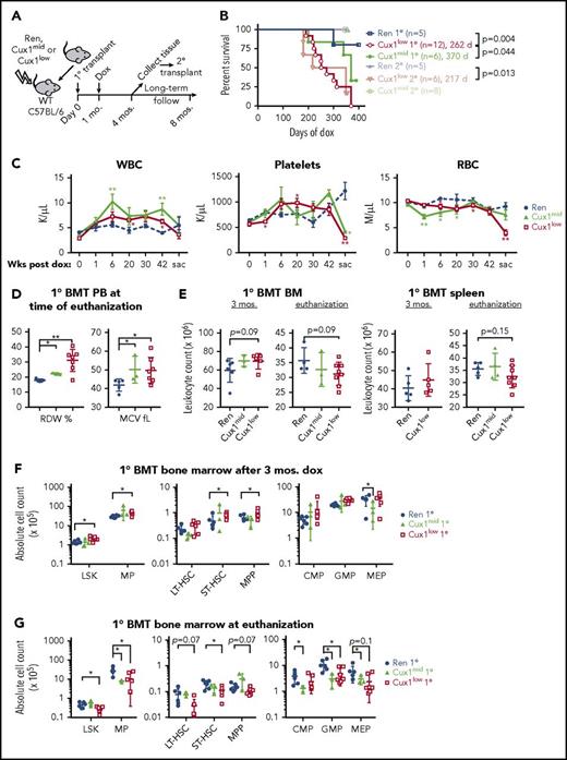 Transient hematopoietic expansion is followed by HSC exhaustion and BM failure in CUX1-knockdown BM transplant recipients. (A) Schematic of the BM transplant (BMT) time course. BM from Cux1mid, Cux1low, or Ren mice was transplanted into lethally irradiated C57BL/6 wild-type recipients. Four weeks after transplant, recipient mice were treated continuously with dox. Most mice were monitored long-term, up to 350 to 370 days of dox or time of euthanization because of disease. A cohort of mice was euthanization after 3 months of dox for analysis and to harvest BM for secondary transplantation. Secondary transplant recipients were given dox starting on the day of transplantation. (B) Kaplan-Meier plot shows decreased survival of Cux1mid and Cux1low BM transplant recipients (log-rank test). (C) Complete blood count analysis shows a transient WBC and platelet count expansion in Cux1 knockdown BM transplant recipients, whereas WBC, platelets, and RBCs were decreased by the time of euthanization. The mean ± SEM is shown. (D) Blood cell indices at the time of euthanization show a macrocytic anemia. The mean ± SD is shown. (E) BM from hind legs and hips, and spleen leukocyte cellularity at the indicated time points. Cell counts for Cux1mid spleens were not determined for the 3-month time point. (F) Cux1low BM transplant recipients have greater numbers of HSPC after 3 months of dox, as determined by flow cytometry. The mean ± SD is shown. (G) At the time that diseased mice were euthanized because of anemia and weakness, HSPC were decreased in Cux1 knockdown BM transplant recipients compared with Ren BM transplant recipients. The mean ± SD is shown. (H) Absolute LT-HSC from the BM of secondary BMT recipients is shown at the time of euthanization for disease in Cux1low recipients and after 350 days of dox for Cux1mid recipients. (I) Competitive BM transplantation was performed with Cux1low, Cux1mid, or Ren BM (CD45.2) at a 1:10 ratio with competitor BM (CD45.1). Dox was given on the day of transplant. One replicate of 3 biological replicates is shown, n = 6 mice per experimental group. Flow cytometry of the peripheral blood shows that Cux1mid and Cux1low HSPCs outcompete controls in the total WBC population and myeloid lineages. The mean ± SD is shown. All data were analyzed with Wilcoxon rank test, *P ≤ .05, **P ≤ .01, ***P ≤ .001.