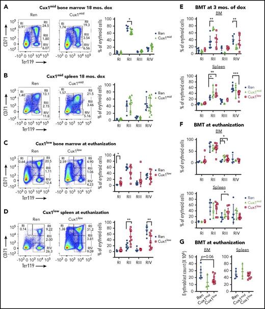 Figure 5. CUX1 knockdown leads to a partial block in erythropoiesis. Flow cytometric analysis of BM and spleen erythroblast populations was performed for: (A-B) Cux1mid mice treated with dox for 18 months; (C-D) Cux1low mice at the time of euthanization for disease; (E) primary BMT recipients 3 months after transplantation; and (F) primary BMT recipients at the time of euthanization. (G) Absolute count of all RI through RIV erythroblasts in the BM and spleens of BMT recipients at the time of euthanization is provided. Age-matched, littermate control Ren mice were used for all experiments. The erythroid cell populations from least to most differentiated are indicated as RI through RIV. RI, pro-erythroblasts; RII, basophilic erythroblasts; RIII, polychromatophilic erythroblasts; RIV, orthochromatophilic erythroblasts. (A-D) Representative flow analysis. The mean ± SD is shown. All data were analyzed with Wilcoxon rank test, *P ≤ .05, **P ≤ .01, ***P ≤ .001.