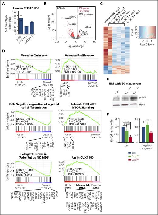 Figure 6. CUX1 regulates genes associated with MDS and JMML gene signatures and PI3K/AKT signaling. Primary human CD34+ HSPC were transduced with shCUX1-A, shCUX1-B, or nonspecific control shRNA. After 7 days, GFP+ CD34+ cells were sorted and RNA collected for RNA-sequencing analysis, with 2 biological replicates. (A) CUX1 transcript levels after CUX1 knockdown as determined by RNA-sequencing. (B) The volcano plot shows gene expression changes after CUX1 knockdown. Red indicates differentially expressed genes with a 5% false discovery rate (FDR). The horizontal dashed line represents a nominal P value = .05. Vertical dashed lines indicate ± one-fold change. (C) Heat map of the 339 differentially expressed genes identified after CUX1 knockdown, with a 5% FDR. (D) Gene set enrichment analysis of RNA-sequencing data. Gene sets used were: “Quiescent” and “Proliferative”43; GO gene set from the MSig Database,42 −7/del(7q) MDS vs normal karyotype MDS,33 and JMML.34 Genes listed are those that had nominal P values of <.05 (CUX1 knockdown vs control) and were within the GSEA “Core enrichment” results. (E) Whole BM was collected from Cux1mid, Cux1low, or Ren control mice after 5 days of dox, cultured in serum-free media for 2 hours, and stimulated with serum for 20 minutes. Whole cell lysates were probed for phospho-AKT by western blot. One representative blot of 3 biological replicates is shown. (F) qRT-PCR results from LSK and myeloid progenitors sorted from the indicated mice. One of 3 biological replicates is shown.