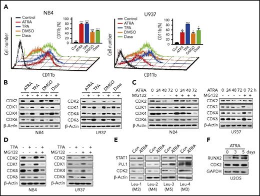 Figure 1. CDK2 is particularly degraded by the proteasome during AML cellular differentiation. (A) Effect of ATRA, TPA, DMSO, and Dasa on the cellular differentiation of NB4 and U937 cells, as assessed by CD11b expression. NB4 and U937 cells were treated with 0.1 or 1 µM ATRA for 72 hours, 10 ng/mL TPA for 24 hours, 1% DMSO for 120 hours, and 5 or 10 µM Dasa for 72 hours, respectively. (B-D) Protein expression levels of different CDK (CDK1, CDK2, CDK4, and CDK6) in NB4 and U937 cells after treatments, as evaluated by western blotting. (B) Both cells were treated as indicated in panel A. (C) NB4 and U937 cells were treated with 0.1 or 1 µM ATRA for the indicated times in the presence of vehicle or 1 μM MG132 for the final 8 hours of incubation. (D) Both cells were treated with 10 ng/mL TPA for 24 hours in the presence of vehicle or 1 μM MG132 for the final 8 hours of incubation. (E) Western blotting of STAT1, PU.1, and CDK2 in primary patient blasts (Leu-1-4) treated with 10 µM ATRA for 7 days. (F) Western blotting of RUNX2 and CDK2 in human osteosarcoma U2OS cells incubated with 5 µM ATRA for the indicated times. *P < .05; ***P < .001 vs control. Data are shown as mean ± standard deviation (SD), n = 3. Other data are representative of at least 3 individual experiments and 1 representative image is shown. Con, control; DMSO, dimethyl sulfoxide.