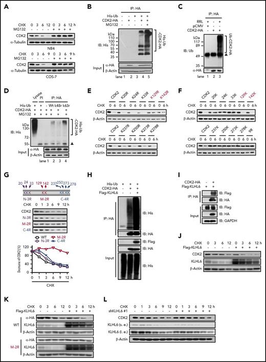 Figure 2. Mapping of the ubiquitination and degradation pattern of CDK2. (A) The stability of CDK2 protein was measured by western blotting. NB4 and COS-7 cells were cultured with 10 µg/mL CHX for indicated times in the presence of vehicle or MG132 (1 or 10 µM). (B) Ubiquitination of CDK2 in COS-7 cells. COS-7 cells were cotransfected with pCMV-CDK2-HA and pEBB-His-C1-Ub for 48 hours, and 10 μM MG132 was added for the final 8 hours of culture. Ubiquitination was determined by immunoprecipitation with HA followed by western blotting with His antibody. (C) The ubiquitination of CDK2 in the RRL cell-free system. Cell extracts from COS-7 cells transfected with the pCMV or pCMV-CDK2-HA plasmid were subjected to anti-HA immunoprecipitation, followed by incubation with or without RRL at 30°C for 2 hours. (D) The effect of k48r and k63r ubiquitin on the ubiquitination of CDK2 in COS-7 cells. Ubiquitination was determined by immunoprecipitation with HA followed by western blotting with His antibody. PI: preimmune IgG; Δ, IgG heavy chain. (E) The turnover rates of various CDK2 mutants whose single lysine (K) was replaced with arginine (R) were measured by western blotting. COS-7 cells transfected with different CDK2 mutants were cultured with 10 µg/mL CHX for 6 hours. (F) The turnover rates of various CDK2 mutants carrying only 1 of the lysine as indicated. CDK2-9R is a mutant whose 9 lysine (Lys-20, Lys-24, Lys-33, Lys-129, Lys-142, Lys-237, Lys-250, Lys-273, and Lys-287) were replaced with arginine. These 9 mutants were derived from CDK2-9R by adding back individual lysine as indicated. (G) The decreased rates of various CDK2 mutants carrying 2 to 3 KR replacements. Diagrams of WT CDK2 with predicted ubiquitination sites and various CDK2 mutant constructs are shown. (H) The effect of KLHL6 on the ubiquitination of CDK2. HeLa cells were overexpressed with His-Ub, CDK2-HA, and Flag-KLHL6 for 48 hours, and then ubiquitination was determined by immunoprecipitation with HA followed by western blotting with His antibody. (I) The interaction between CDK2 and KLHL6 was detected by immunoprecipitation. HeLa cells were overexpressed with CDK2-HA and Flag-KLHL6 for 48 hours. After immunoprecipitation with HA their interaction were detected by western blotting with Flag antibody. (J) The effect of KLHL6 on the degradation of endogenous CDK2 protein as determined by western blotting. HeLa cells were overexpressed with Flag-KLHL6 followed with treatment with 10 μg/mL CHX for the indicated times. (K) The effect of KLHL6 on the degradation of WT CDK2 and CDK2 (M-2R) mutant. HeLa cells cotransfected with CDK2-HA (WT or M-2R) and Flag-KLHL6 plasmids were treated with 10 μg/mL CHX for the indicated times, and the exogenous CDK2 levels were determined by western blotting with HA antibody. (L) The effect of shKLHL6 on the degradation of endogenous CDK2 protein. HeLa cells were transfected with shKLHL6 #1 plasmids followed by CHX treatment of the indicated times, and the protein levels of CDK2 were determined by western blotting. HA, hemagglutinin; IP, immunoprecipitation; l.e., long exposure; s.e., short exposure. Data are representative of at least 3 individual experiments; 1 representative image is shown.