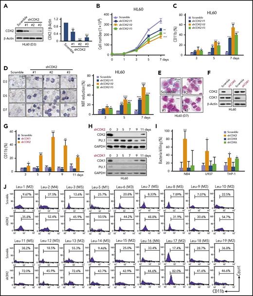 Figure 3. Loss of CDK2 induces the differentiation of AML cells. (A) The silencing efficiency of different shRNA (#1, #2, and #3) against CDK2 in HL60 cells. The protein levels of CDK2 were measured by western blotting. (B-E) Cell differentiation analysis of HL60 cells infected with lentivirus-shCDK2s for the indicated times. (B) Cell proliferation assay. (C) CD11b expression. (D) NBT-reducing activity. (E) Cell morphological analysis after Wright-Giemsa staining. (F) The protein expression levels of CDK1 and CDK2 in HL60 cells infected with lentivirus-shCDK2 or lentivirus-shCDK1 for 72 hours. (G) CD11b expression in HL60 cells transduced with different lentiviruses for the indicated times. (H) Western blotting analysis of CDK2/1 and PU.1 expression in HL60 cells transduced with different lentiviruses for the indicated times. (I) Bacterial killing ability of THP-1, NB4, and U937 cells infected with different shRNA lentivirus (shCDK2 #2, shCDK4 #1, or shCDK6 #2) for 7 days. Clearance efficiency was determined from the numbers of viable bacteria recovered from the intracellular compartment after infection. S aureus were used to infect AML cells. (J) The differentiation of primary AML cells was assessed by CD11b expression. Primary AML samples collected from the peripheral blood of patients at diagnosis were infected with shCDK2 #2 lentivirus for 9 days. (A-D,G,I) *P < .05; **P < .01; ***P < .001 vs scramble. Data are shown as mean ± SD, n = 3. Other data are representative of at least 3 individual experiments; 1 representative image is shown. GAPDH, glyceraldehyde-3-phosphate dehydrogenase.