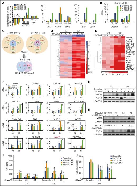 Figure 4. Genome changes in AML cells following CDK2 depletion. (A-F) Microarray analysis of the gene expression changes in NB4 cells infected with lentivirus-shCDK2 (#1, #2, and #3) for 2 and 5 days. NB4 cells were subjected to GeneChip PrimerView Human Gene Expression Array for gene expression analyzes. (A) The mRNA changes of CDK2 and differentiation marker genes (C/EBPB, PU.1, STAT1, CD11b, CD18, IL1B, and CD14) generated from microarray analysis. (B) Validation of the mRNA changes of C/EBPB and PU.1 by real-time PCR. (C) Schematic representation of comparing gene expression profiles in NB4 cells. (Top) Overlapped smaller circles reflect the shared genes induced by different lentivirus-shCDK2s on day 2 (left; blue) and day 5 (right; purple), respectively. Top left, 35 genes changed on day 2 (up: 18 vs down: 17). Top right, 499 genes changed on day 5 (up: 473 vs down: 26). (Bottom) Overlapped smaller oval reflect the shared 16 genes induced on both day 2 and day 5. Red numbers in circles reflect upregulation, while green numbers reflect downregulation. (D) Heat map display of hierarchical clustering of overlapped genes sorted from top panel, (C). A total of 518 genes whose expression changed more than twofold on day 2 or day 5 were clustered. (E) (C) Heat map display of hierarchical clustering of overlapped 16 genes sorted from bottom panel. A total of 16 genes whose expression changed more than twofold both on days 2 and 5 were clustered. (F) Validation of 16 upregulated genes in (E) by real-time PCR. (G) The protein expression levels of MAFB and CDK2 in NB4 cells infected with lentivirus-shCDK2s for 2 or 5 days. (H-J) The effect of MAFB depletion on shCDK2-induced differentiation in NB4 cells. NB4 cells were infected with lentivirus-shMAFB (#3 and #4) for 1 day, followed by infection with lentivirus-shCDK2s for another 2 or 5 days. (H) Silencing efficiency of different shMAFBs. MAFB protein levels were evaluated by western blotting. (I) Percentage of CD11b expression. (J) NBT-reducing activity. (I-J) ++, P < .01; +++, P < .001; shMAFB vs scramble in the shCDK2 #1 group. #P < .05; ##P < .05; ###P < .001; shMAFB vs scramble in the shCDK2 #2 group. *P < .05; **P < .05; ***P < .001; shMAFB vs scramble in the shCDK2 #3 group. Data are shown as mean ± SD, n = 3. Other data are representative of at least 3 individual experiments; 1 representative image is shown.