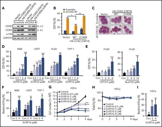 Figure 5. Inhibition of CDK2 kinase activity relieves granulocytic differentiation of AML cells without HSC cytotoxicity. (A) The protein levels of CDK2 and HA-CDK2 in shCDK2-transfected HL60 cells reexpressing CDK2 (CM14) or CDK2-D145N (CM14). (B-C) Differentiation analysis of shCDK2-transfected HL60 cells reexpressing CDK2 (CM14) and CDK2-D145N (CM14). (B) CD11b expression and (C) morphological changes. (D) CD11b expression in NB4, U937, HL60, and THP-1 cells treated with indicated concentrations of SU9516 for 72 hours. (E) CD11b expression in HL60 cells treated with indicated concentrations of CVT313 or Nu6102 for 72 hours. (F) Bacterial killing ability of NB4, U937, and THP-1 cells treated with indicated concentrations of SU9516 for 5 days. S aureus was used to infect AML cells. (G) Proliferation assay and (H) viability assay of HSC cells treated with SU9516 for indicated times. Cells were stained with trypan blue and counted every 2 days. (I) Bacterial killing ability of HSC cells treated with indicated concentrations of SU9516 for 7 days. S aureus was used to infect HSC. (B,D-G,I) *P < .05; **P < .01; ***P < .001 vs control or as indicated. Data are shown as mean ± SD, n = 3. Other data are representative of at least 3 individual experiments; 1 representative image is shown.
